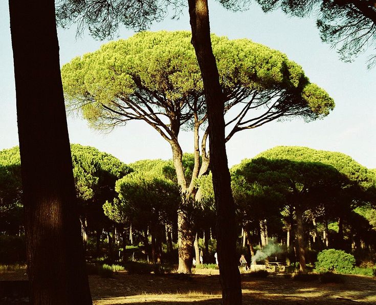 Stone Pine (Pinus pinea) - Ladybird Nursery