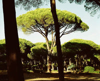 Stone Pine (Pinus pinea)