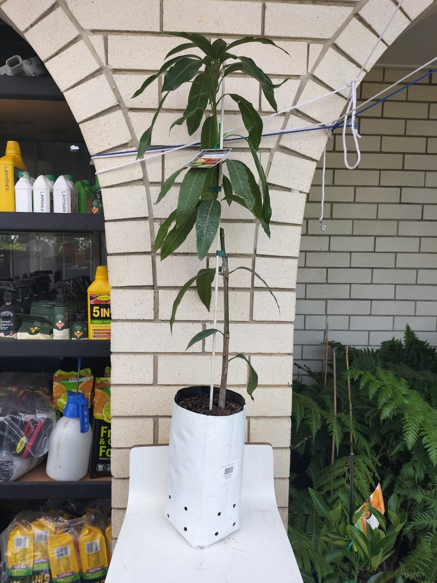 Tommy Atkins Mango Tree