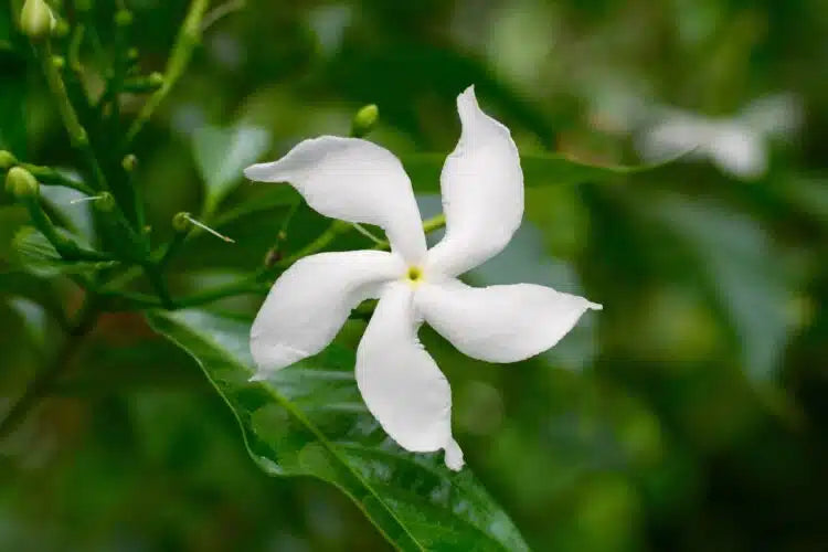 Star Jasmine Bush Form (Trachelospermum jasminoides)