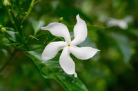 Star Jasmine Bush Form (Trachelospermum jasminoides) - Ladybird Nursery
