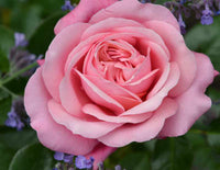 Rose Showpiece™ Blush (Rosa) - Ladybird Nursery
