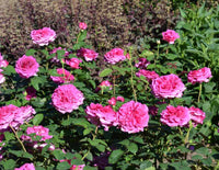 Rose Showpiece™ Blush (Rosa)