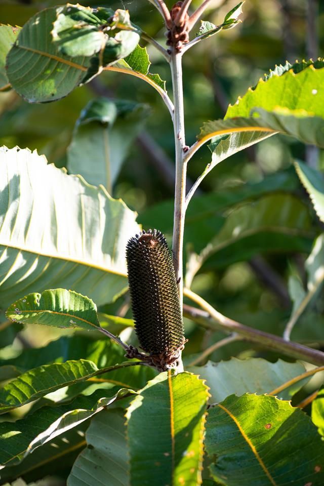 Swamp Banksia (Banksia robur) - Ladybird Nursery