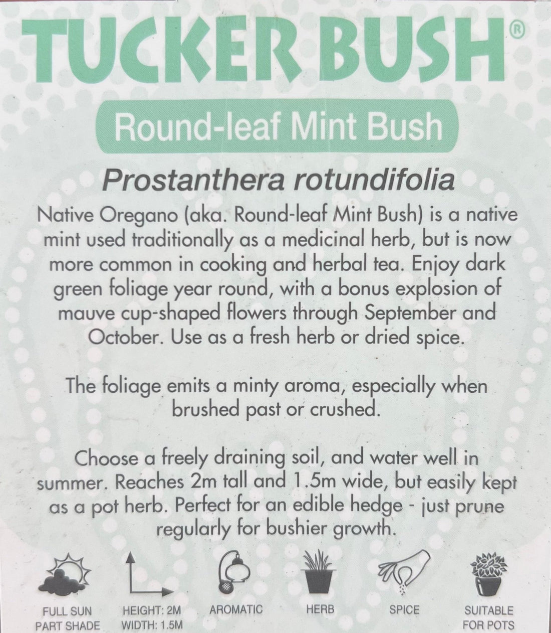 Native Oregano (Prostanthera rotundifolia) - Ladybird Nursery