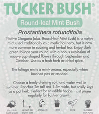 Native Oregano (Prostanthera rotundifolia) - Ladybird Nursery