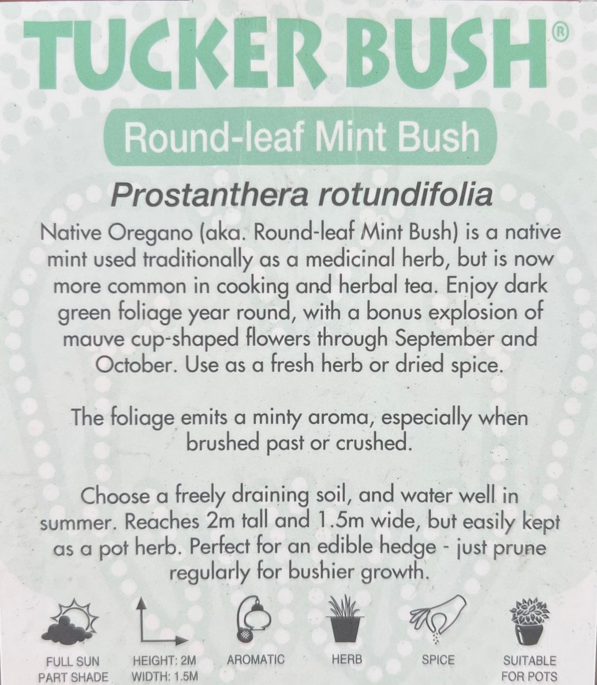 Native Oregano (Prostanthera rotundifolia) - Ladybird Nursery