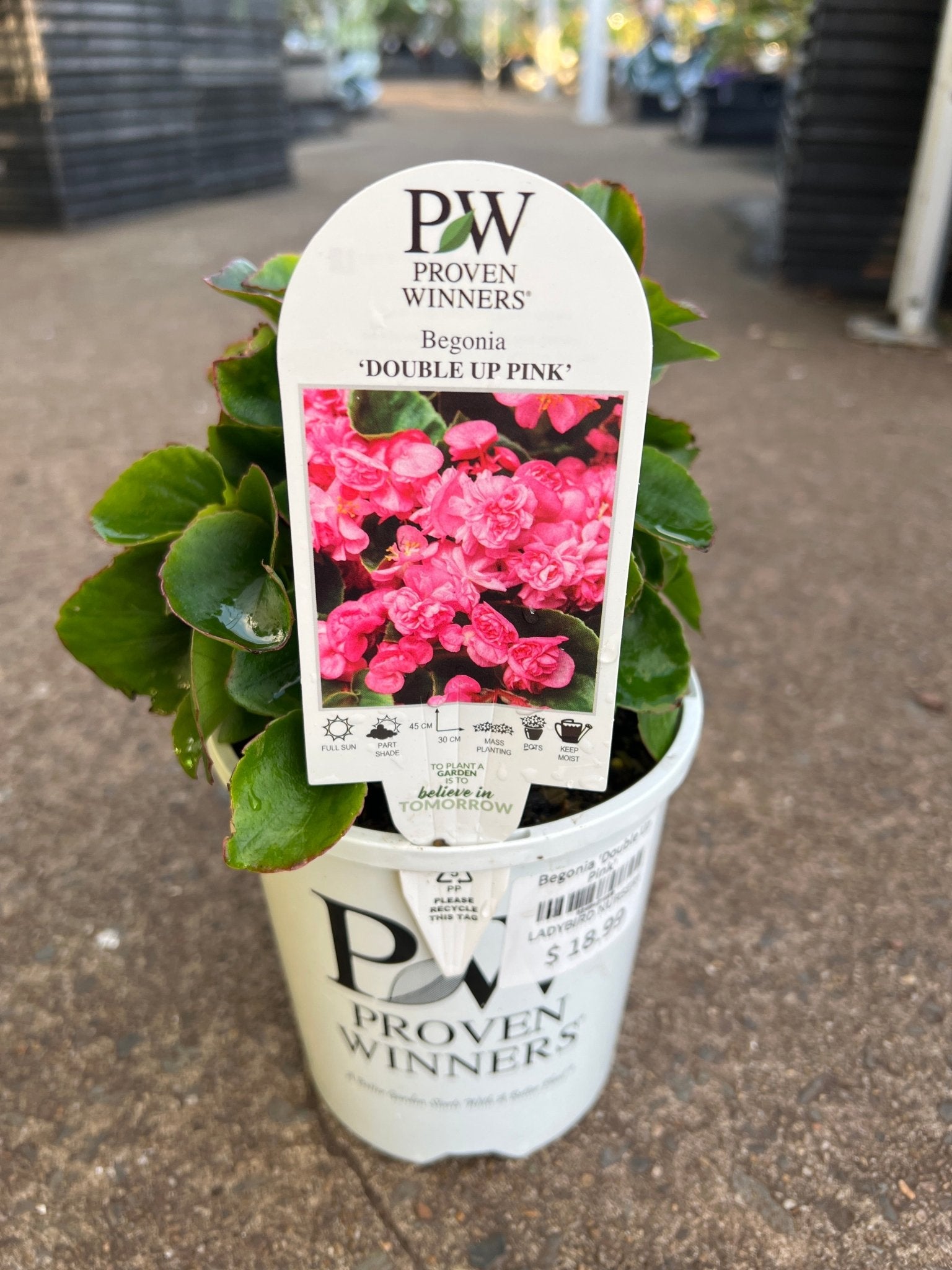 Begonia 'Double Up Pink' - Ladybird Nursery
