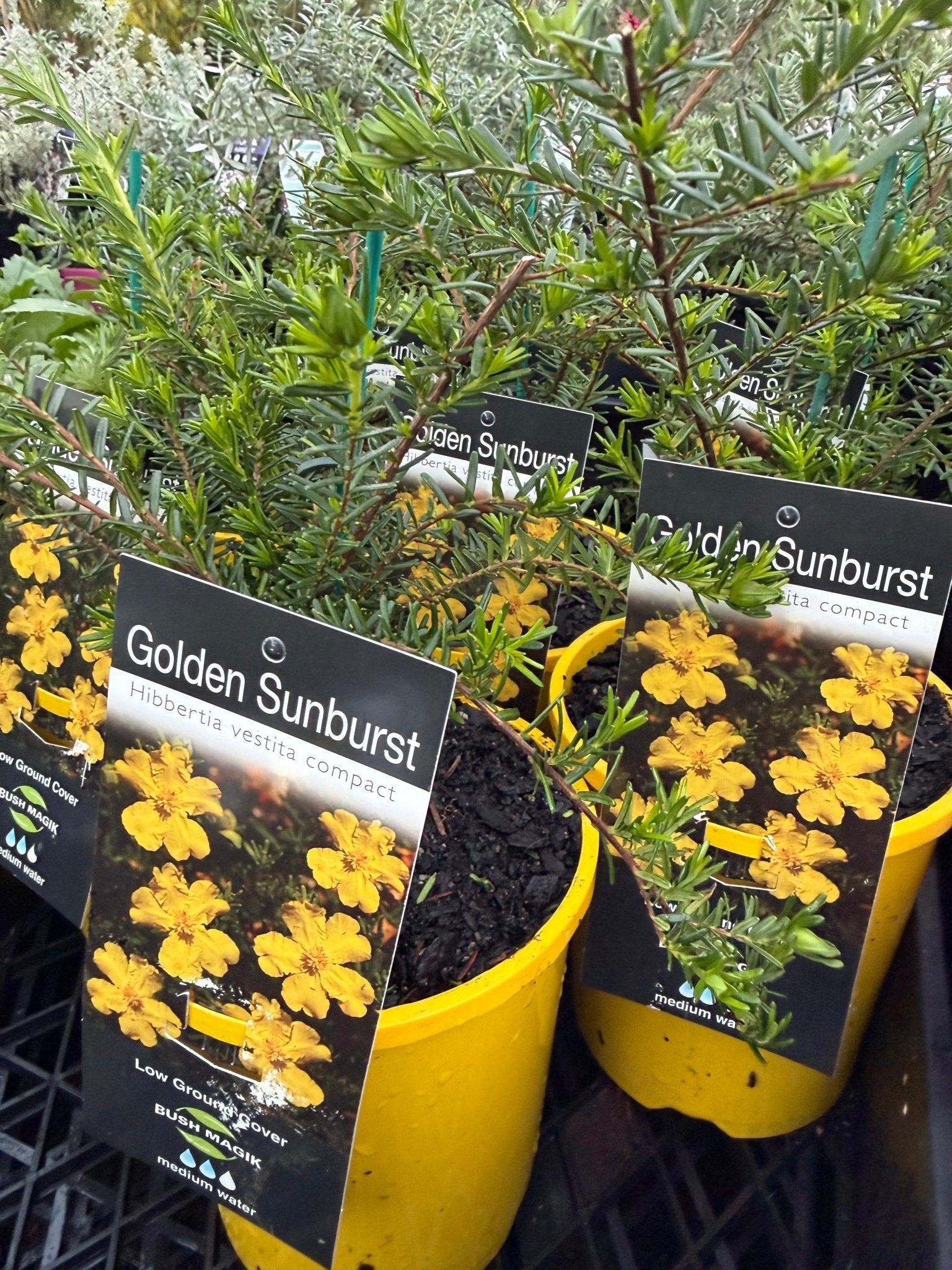 Hibbertia 'Golden Sunburst' - Ladybird Nursery