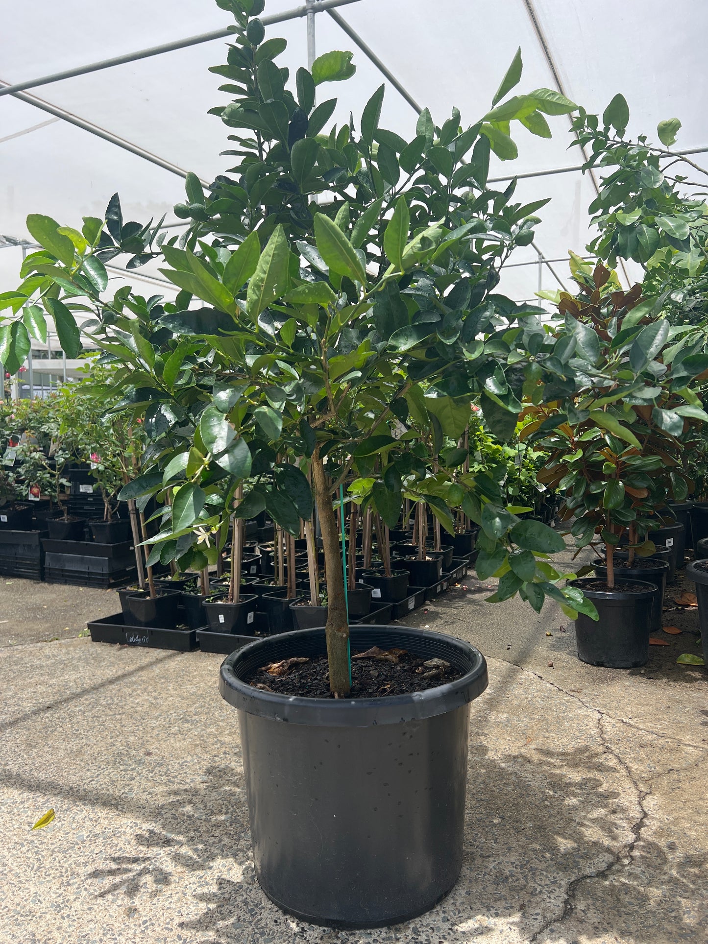 Plastic Pot 500mm (PICK UP ONLY)