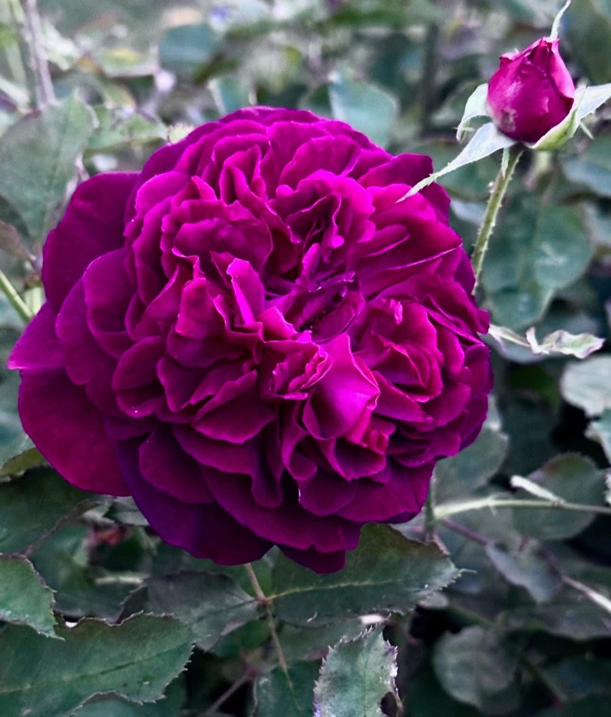 Rose 'Munstead Wood' (David Austin) - Large - Ladybird Nursery