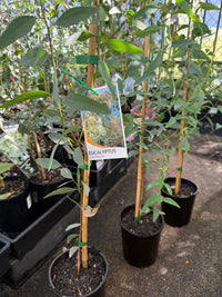 Yellow Box Tree (Eucalyptus melliodora) - Ladybird Nursery