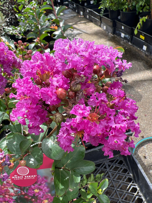 Crepe Myrtle Dwarf Purple Magic (Lagerstroemia indica) - Ladybird Nursery