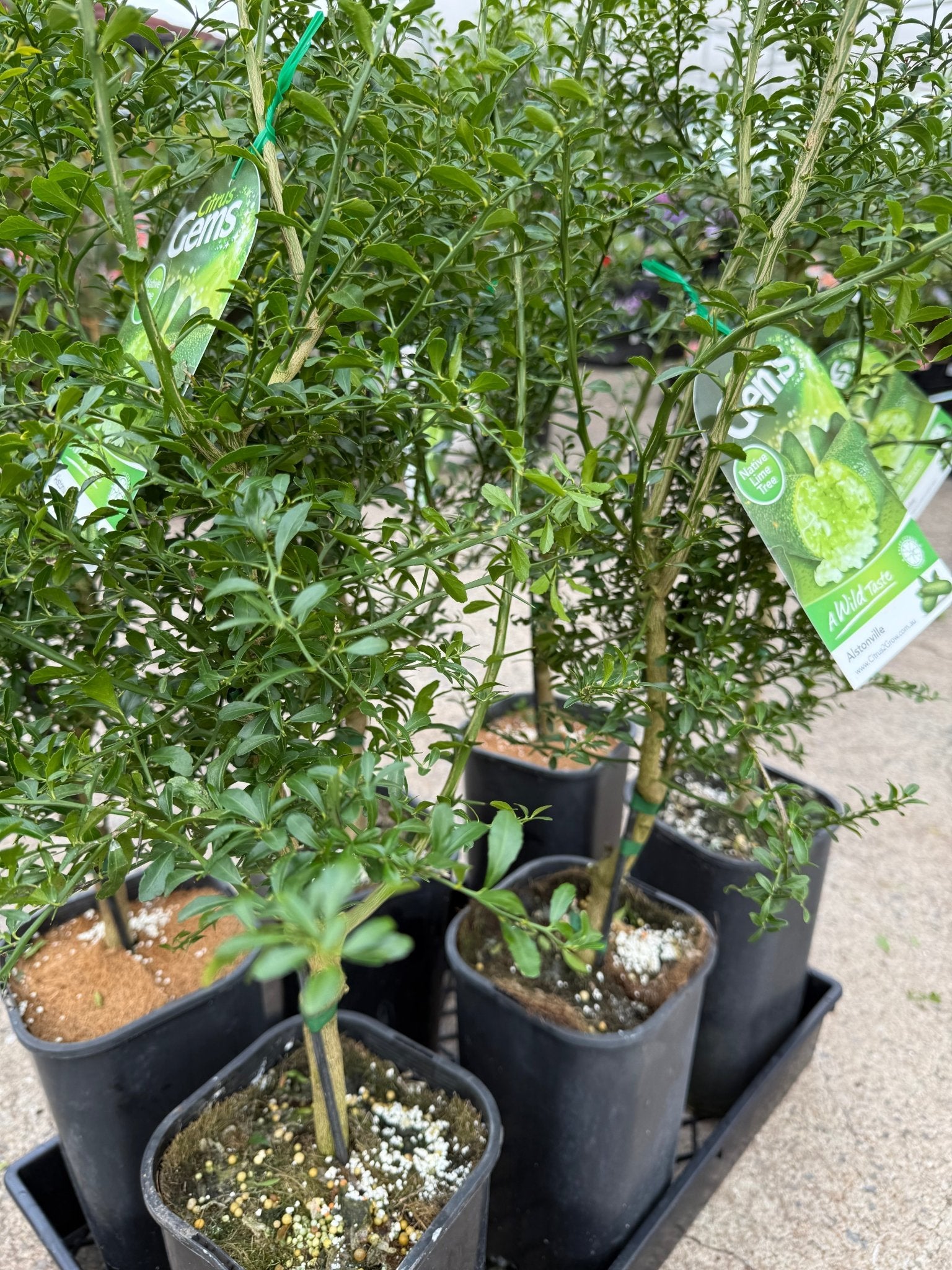 Desert Lime (QLD Only) - Ladybird Nursery