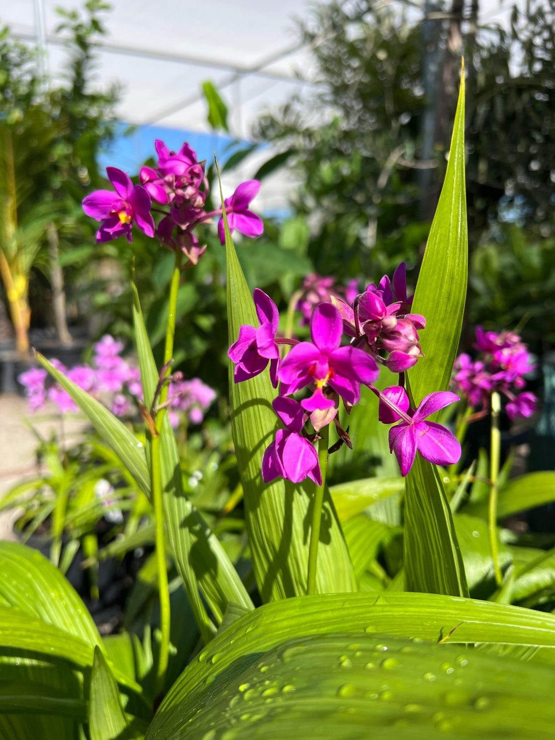 Ground Orchid Purple (Spathoglottis) - Ladybird Nursery