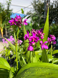 Ground Orchid Purple (Spathoglottis) - Ladybird Nursery