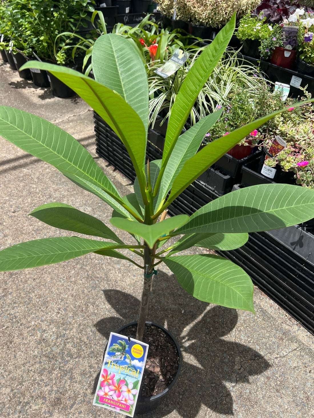 Frangipani Rubra Blushing (Plumeria) - Ladybird Nursery