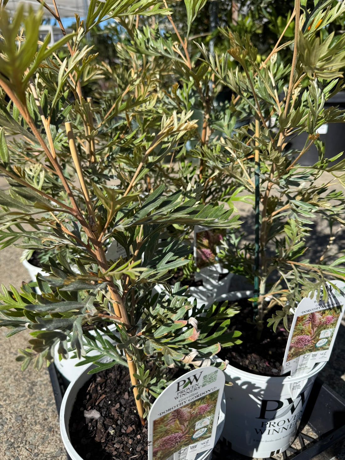 Grevillea 'Dorothy Gordon' - Ladybird Nursery