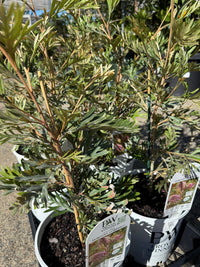 Grevillea 'Dorothy Gordon' - Ladybird Nursery