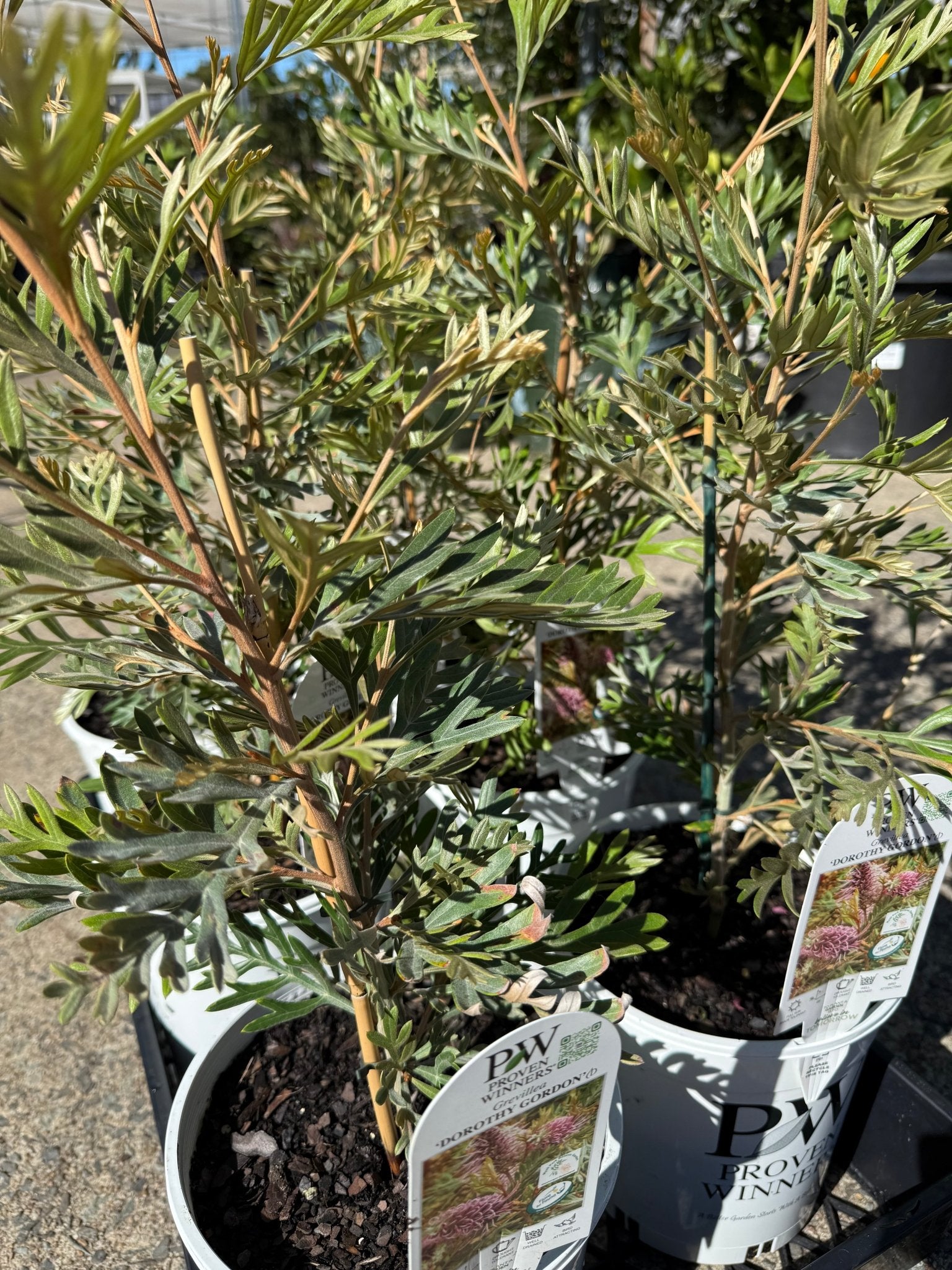 Grevillea 'Dorothy Gordon' - Ladybird Nursery