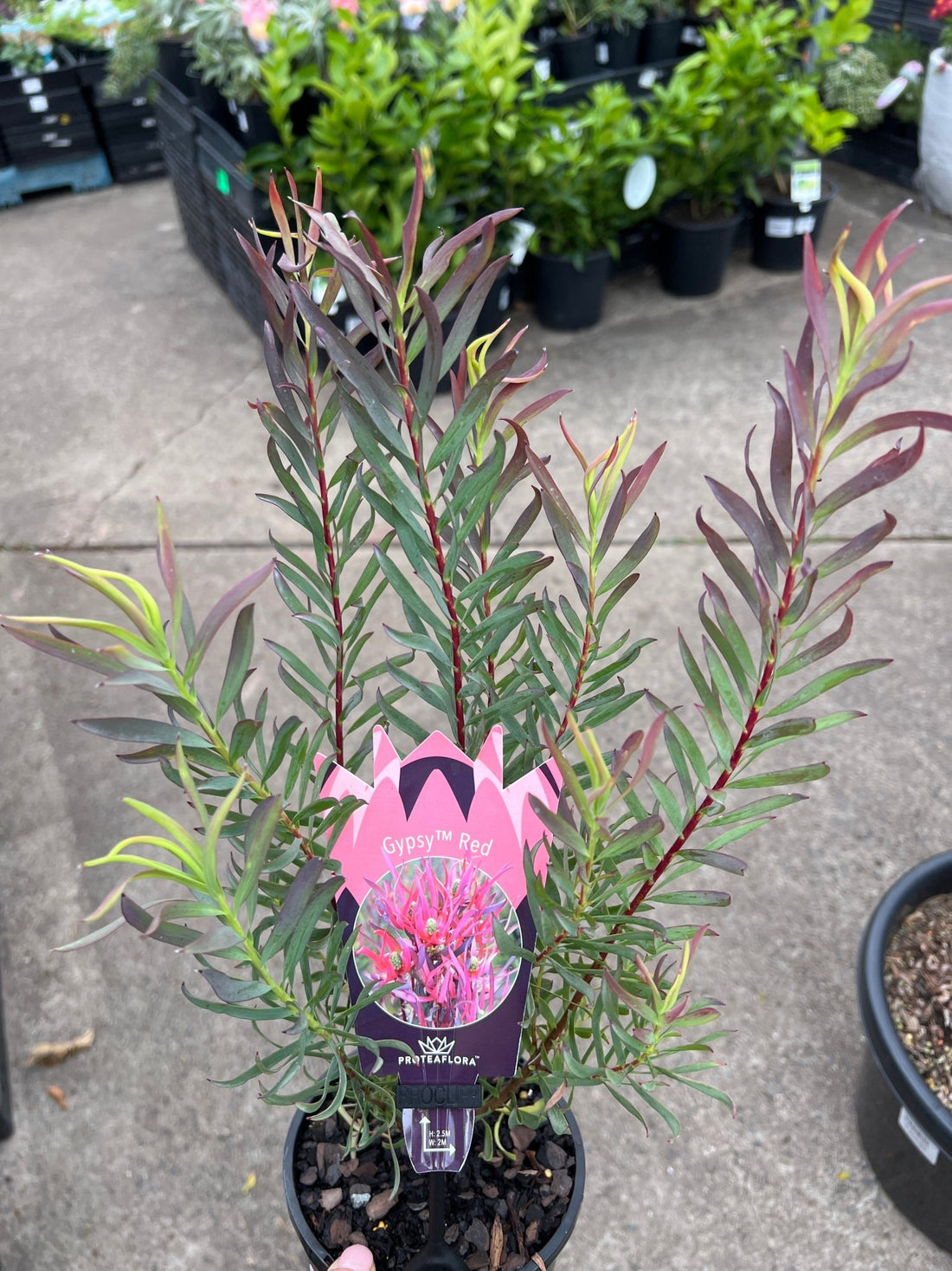 Leucadendron 'Gypsy Red' - Ladybird Nursery
