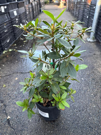 Azalea indica Pride of Dorking - Ladybird Nursery