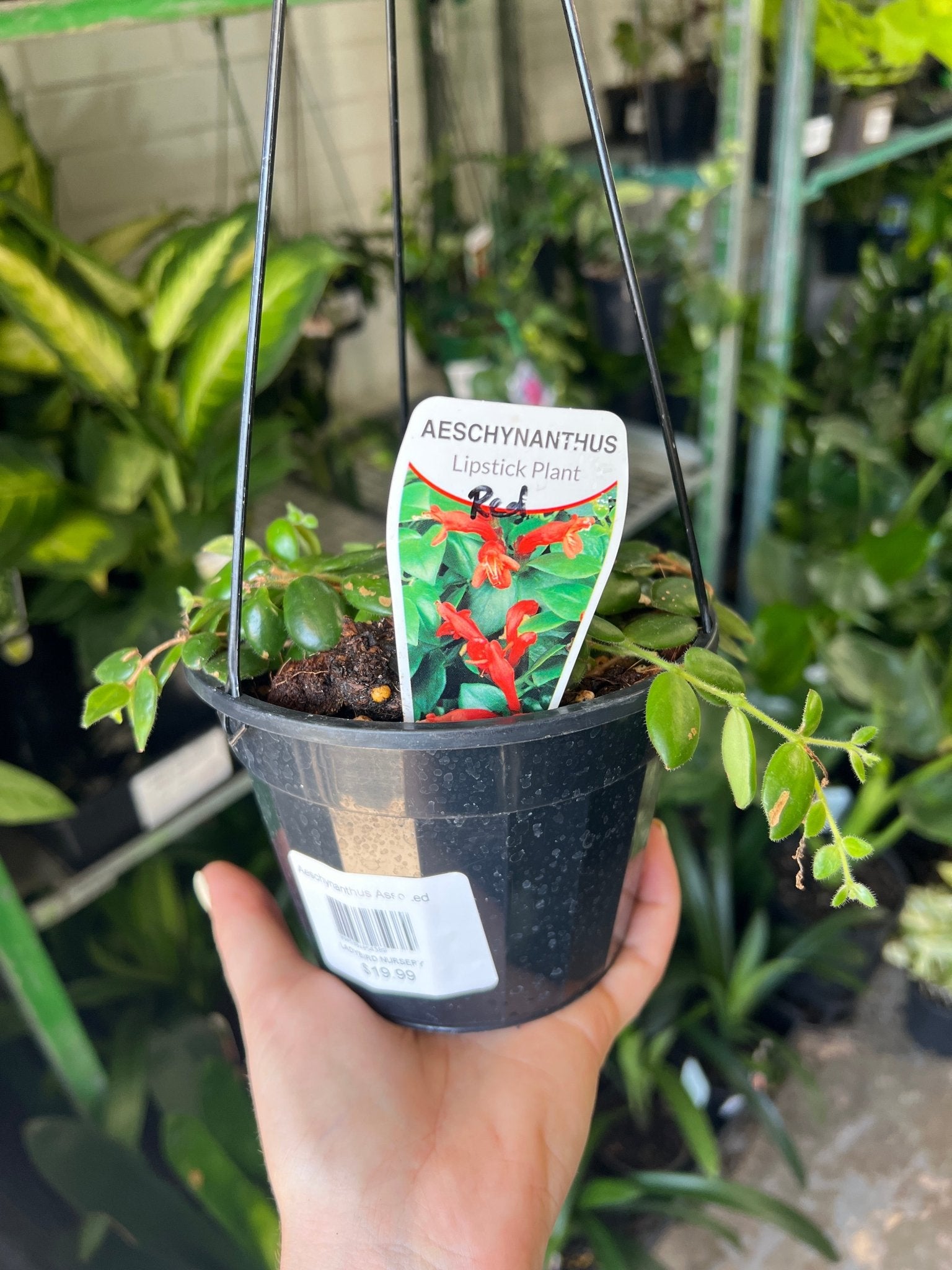 Aeschynanthus assorted - Ladybird Nursery
