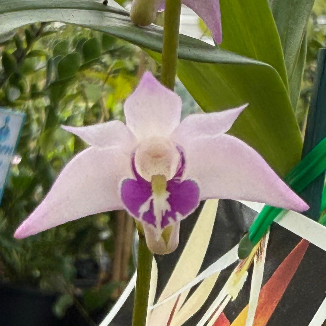 Native Orchid Dendrobium - Ladybird Nursery