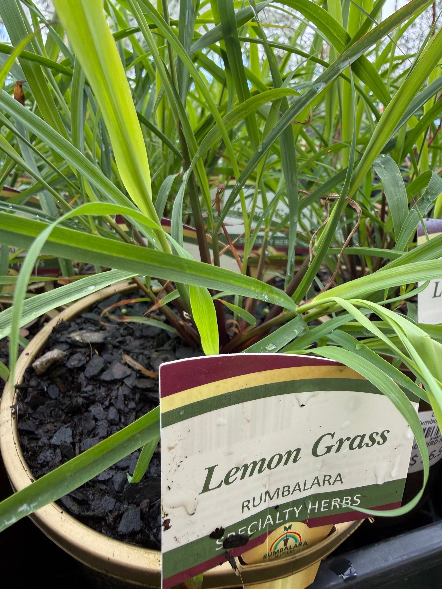 Lemon Grass (Cymbopogon citratus) - Ladybird Nursery