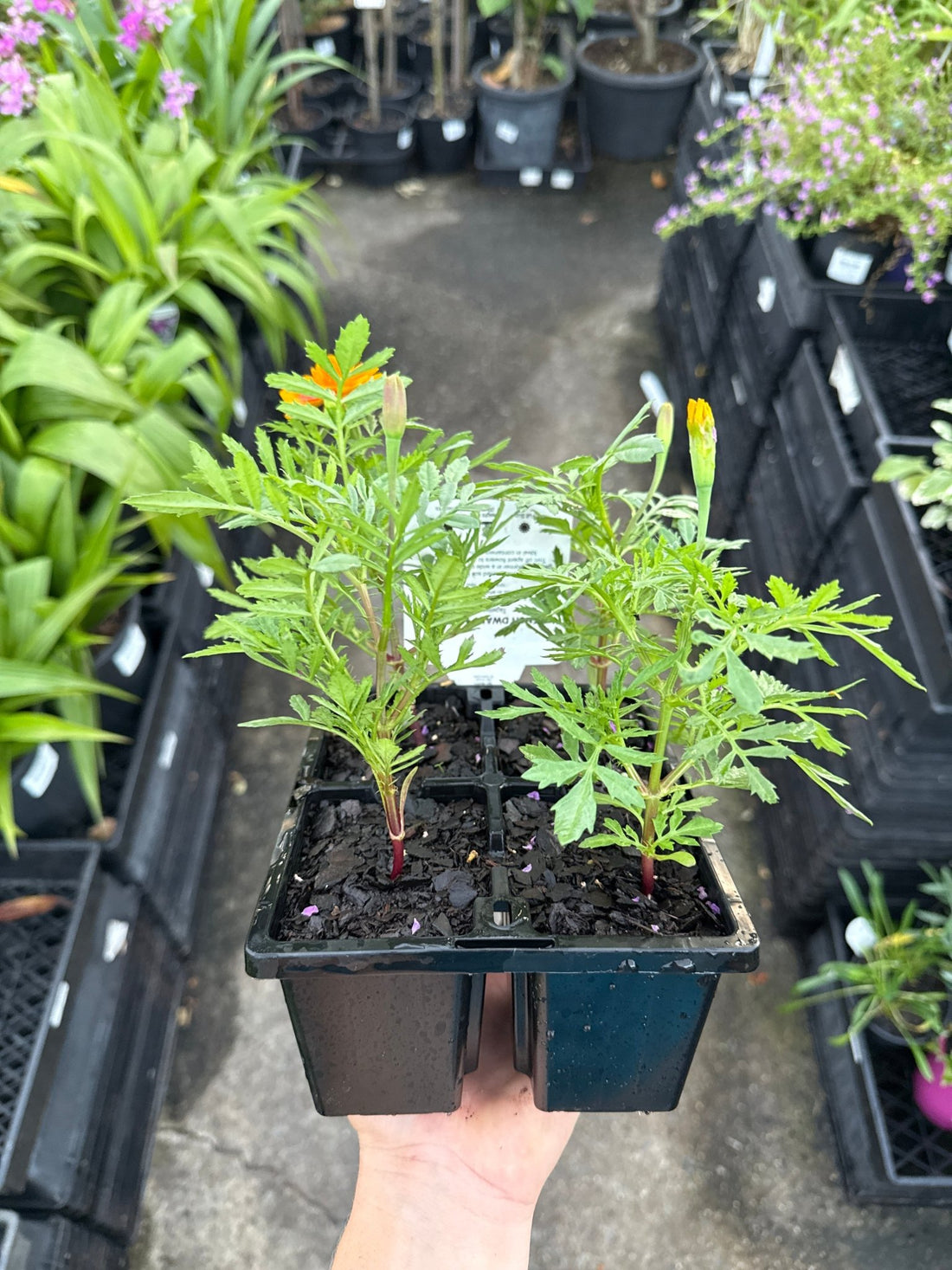 Marigold 'French Mix' 4 cell (Pickup only) - Ladybird Nursery