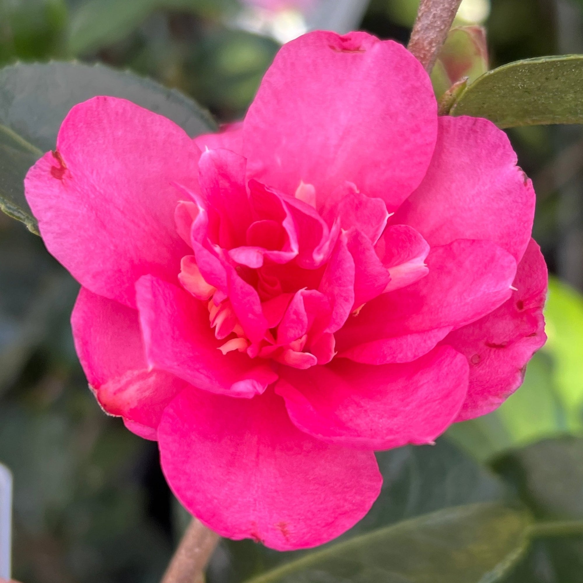 Camellia ‘Rose Ann’ (Camellia sasanqua) - Large - Ladybird Nursery
