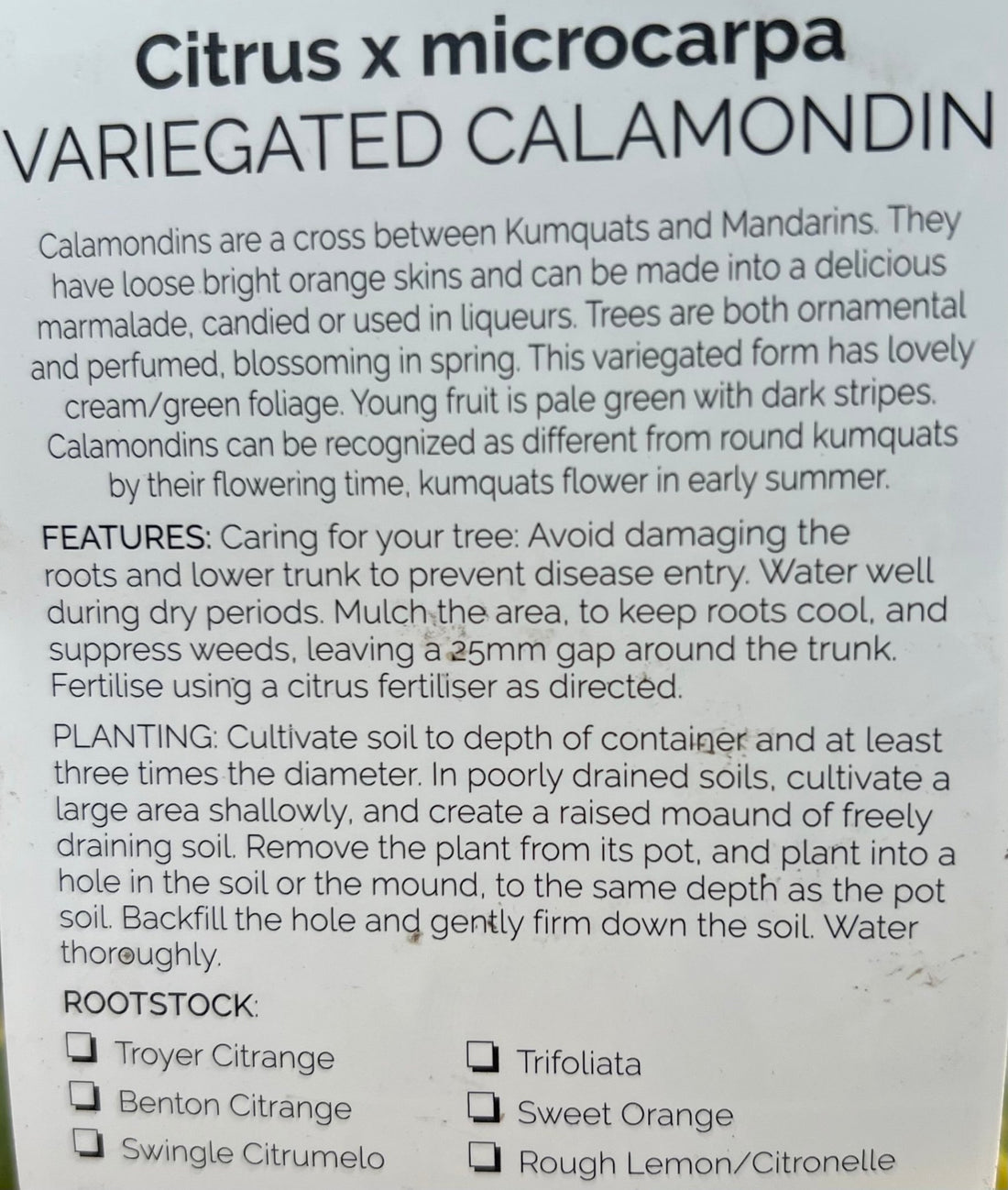 Variegated Calamondin (QLD Only) - Ladybird Nursery