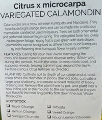 Variegated Calamondin (QLD Only) - Ladybird Nursery