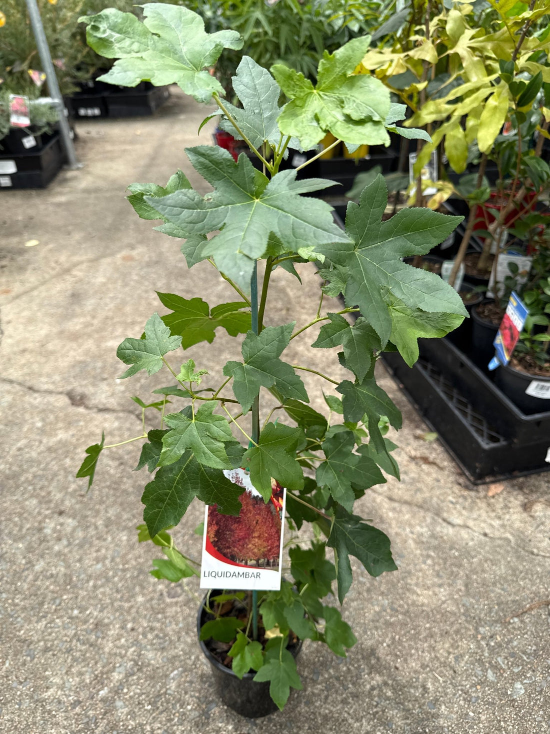 Liquid Amber (Liquidambar styraciflua) - Ladybird Nursery