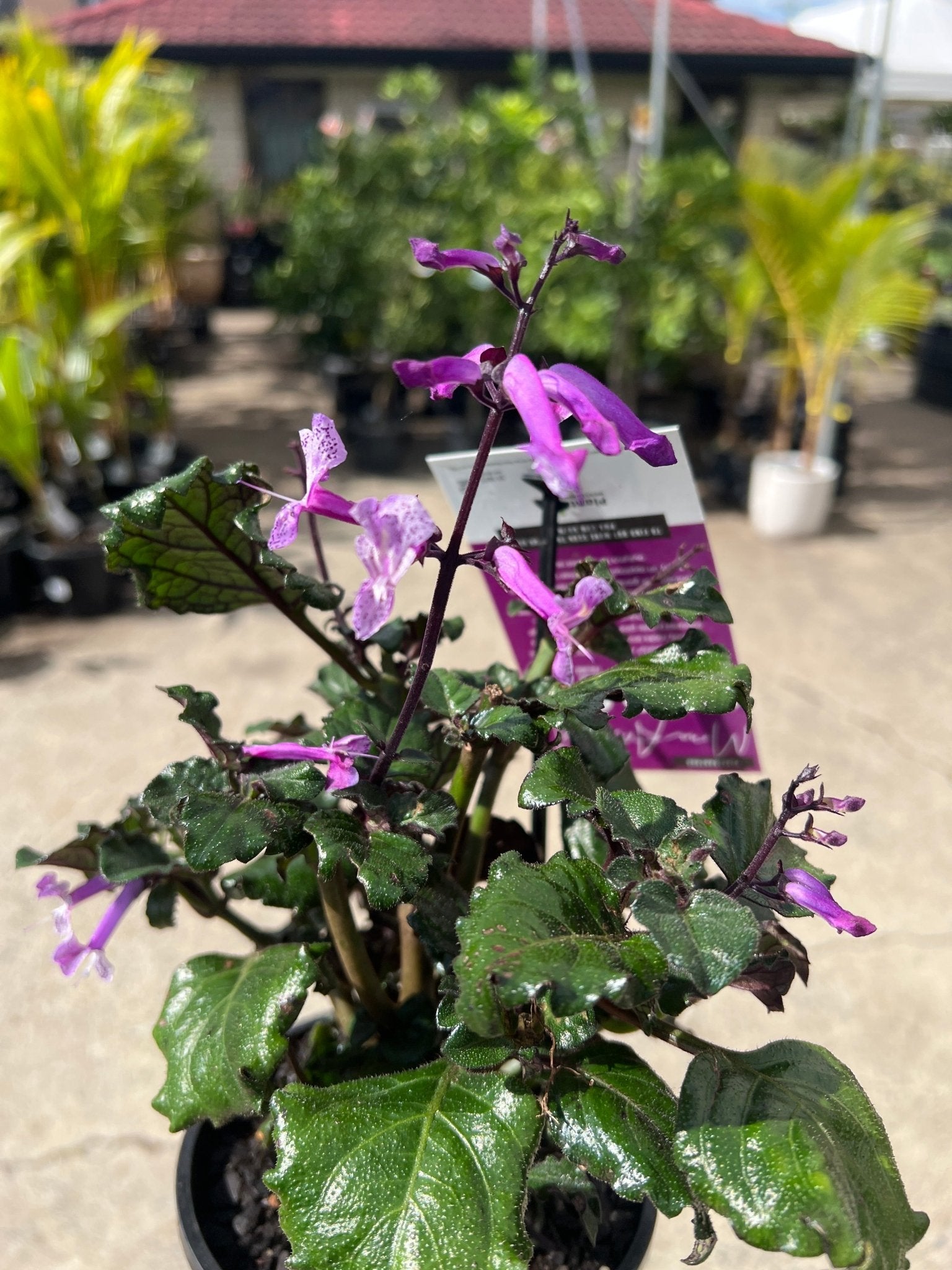 Plectranthus 'Mona Amethyst' - Ladybird Nursery