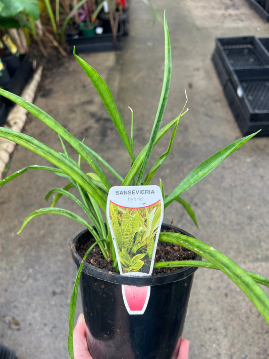 Sansevieria (Snake Plant) - Ladybird Nursery