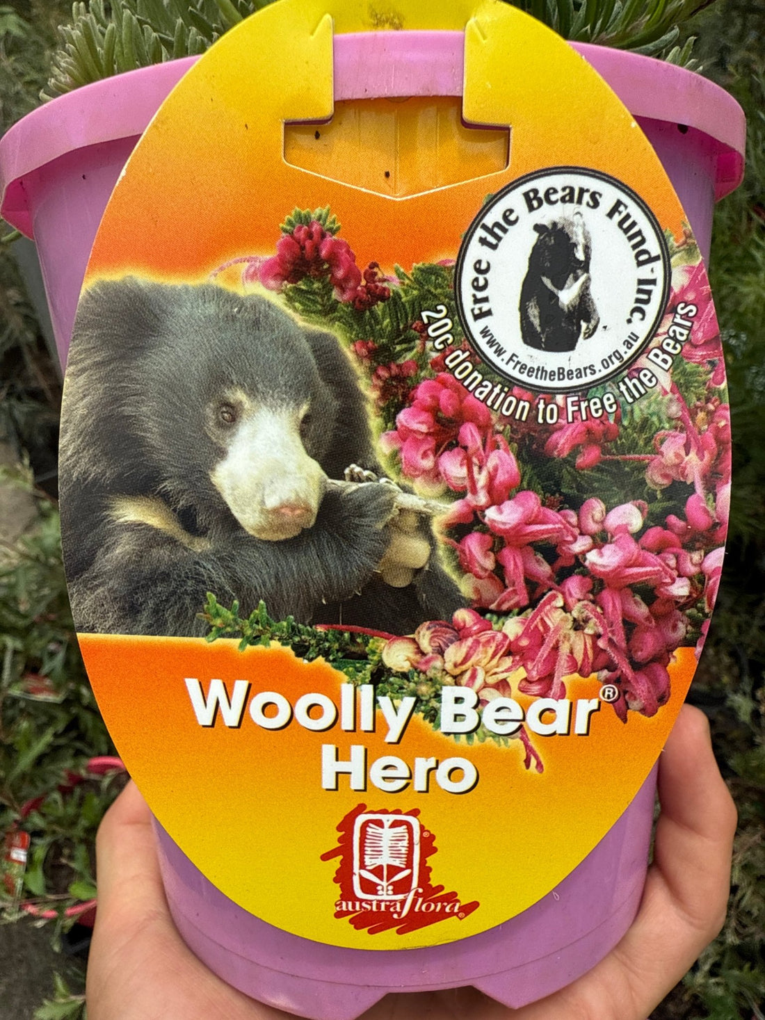 Grevillea ‘Woolly Bear Hero’ - Ladybird Nursery