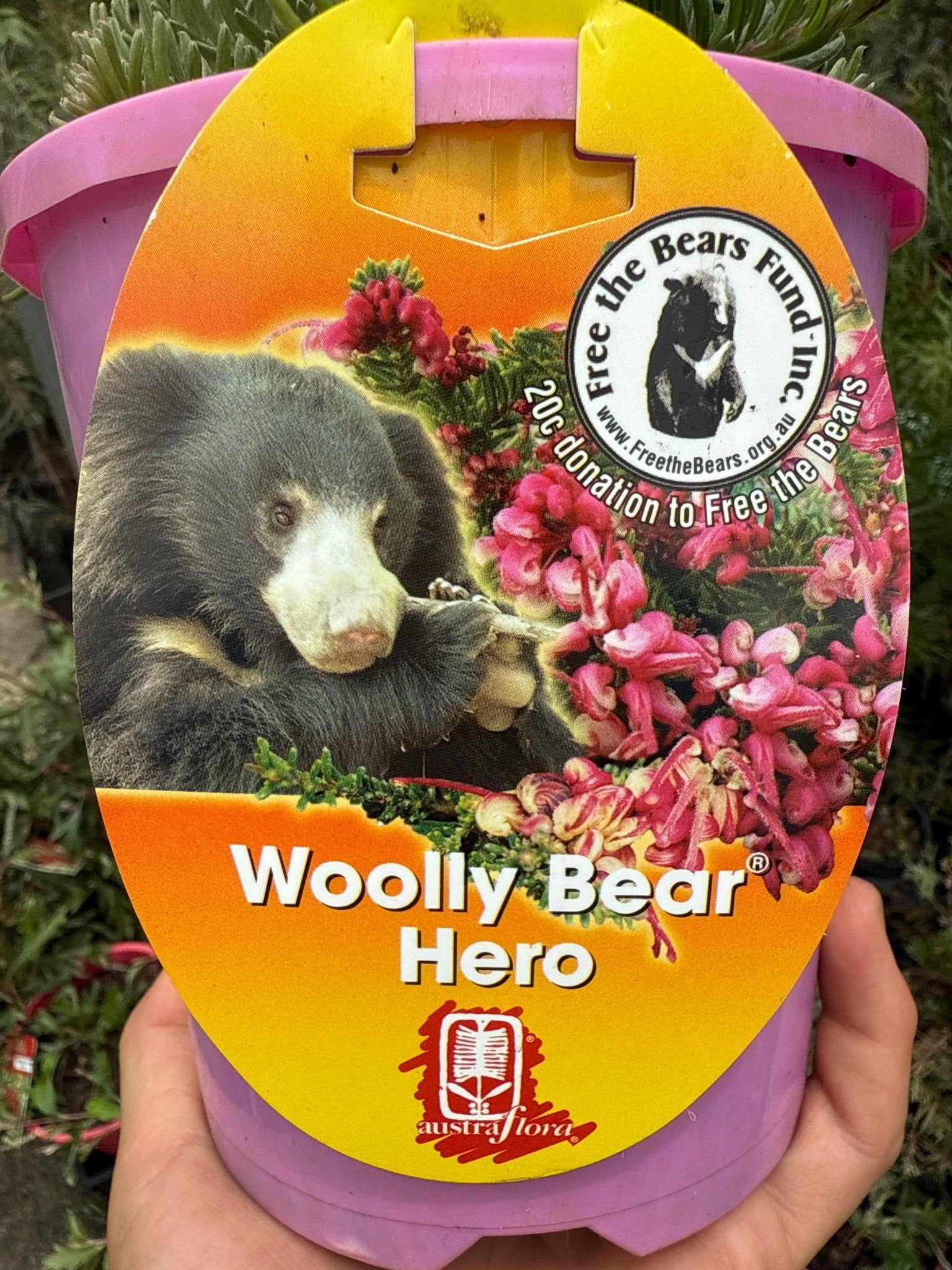 Grevillea ‘Woolly Bear Hero’ - Ladybird Nursery