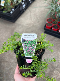 Myoporum Pink (Myoporum parvifolium) - Ladybird Nursery