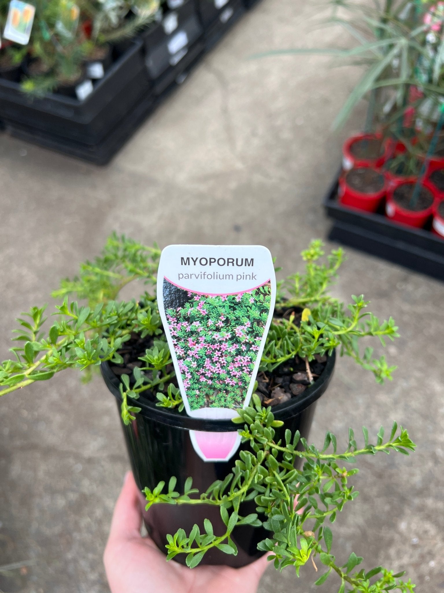 Myoporum Pink (Myoporum parvifolium) - Ladybird Nursery