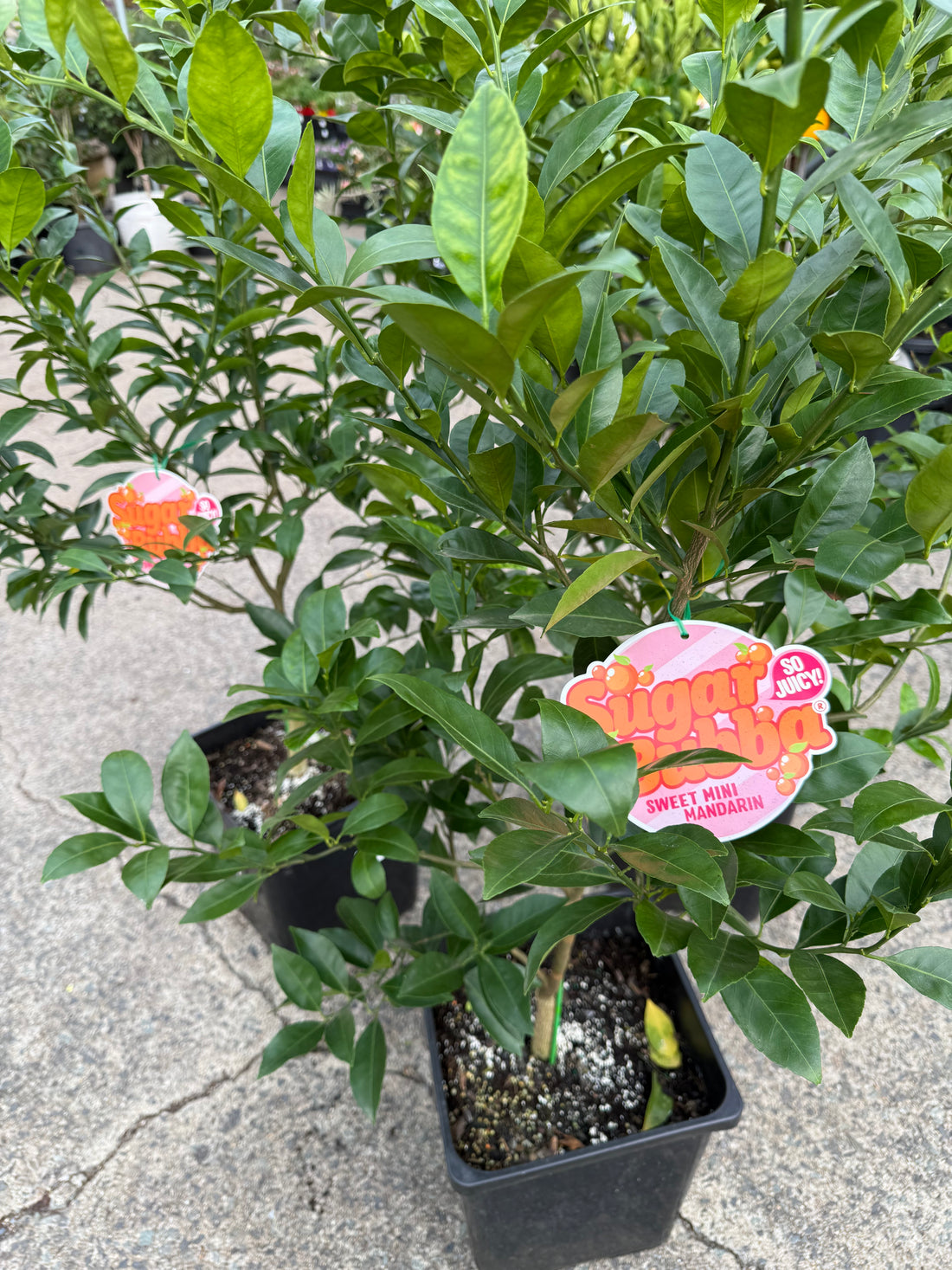 Mandarin Dwarf 'Sugar Bubba' 300mm Advanced (PICKUP ONLY)