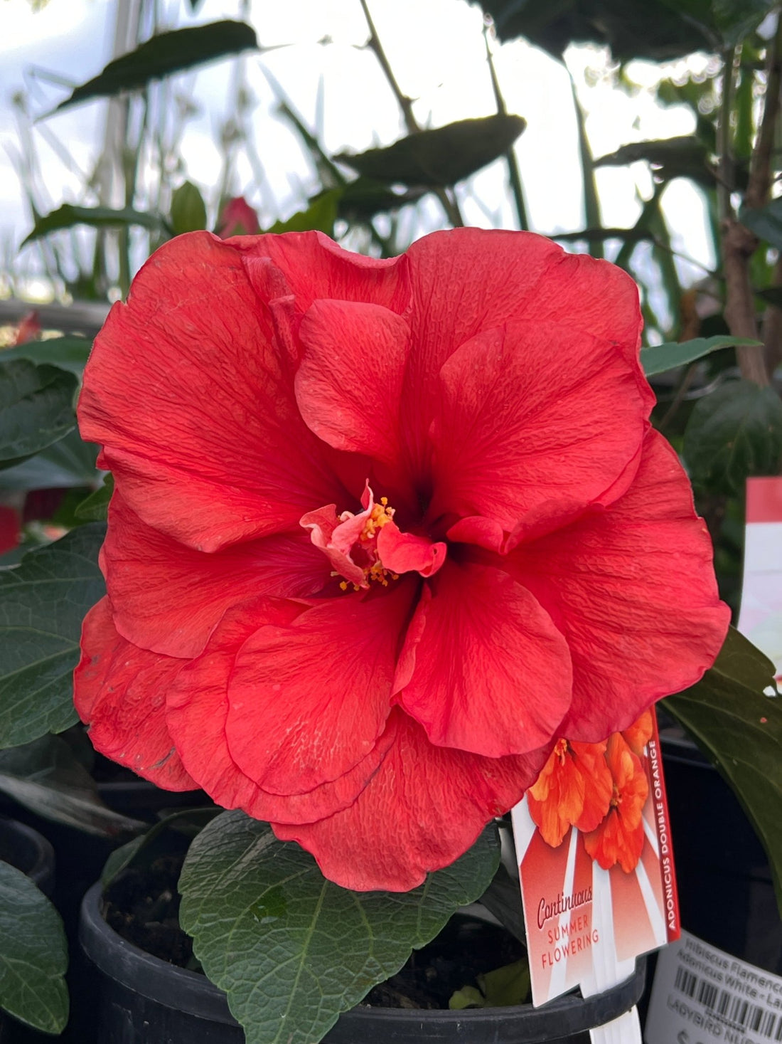 Hibiscus 'Adonicus Double Orange' (Hibiscus rosa - sinensis) - Ladybird Nursery