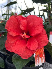 Hibiscus 'Adonicus Double Orange' (Hibiscus rosa - sinensis) - Ladybird Nursery