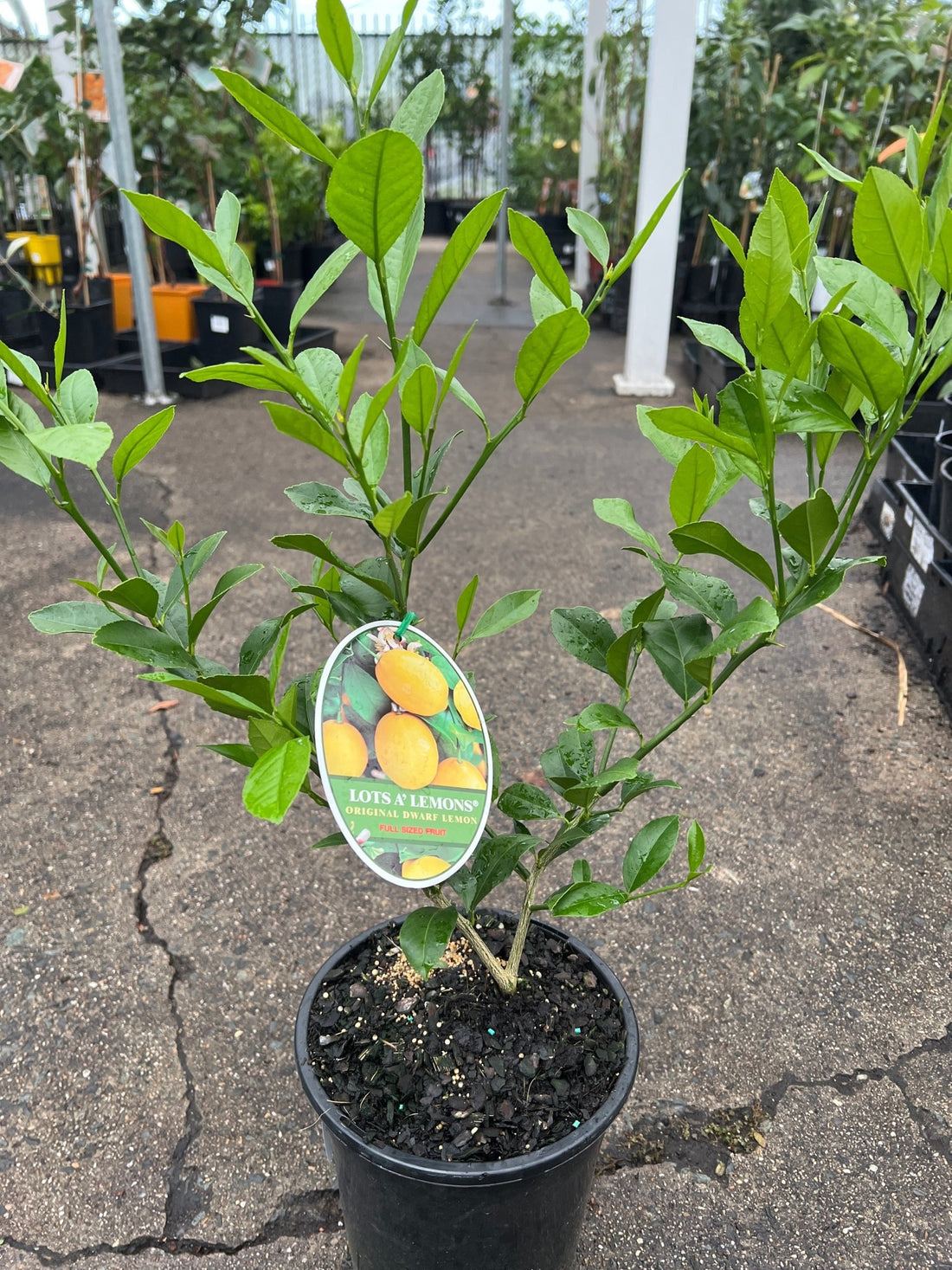 Lotsa Lemons - Large (QLD Only) - Ladybird Nursery