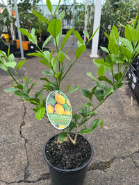 Lotsa Lemons - Large (QLD Only) - Ladybird Nursery