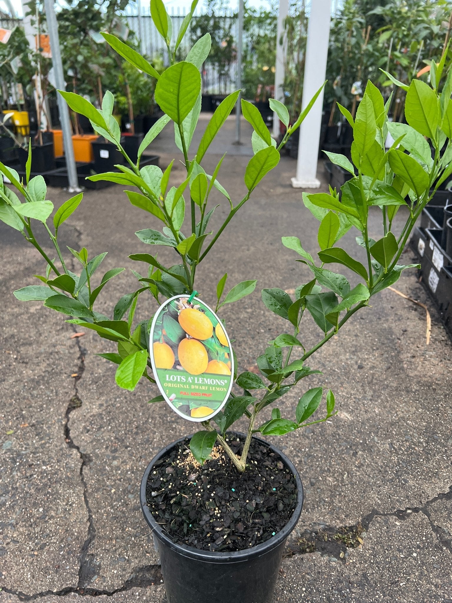 Lotsa Lemons - Large (QLD Only) - Ladybird Nursery
