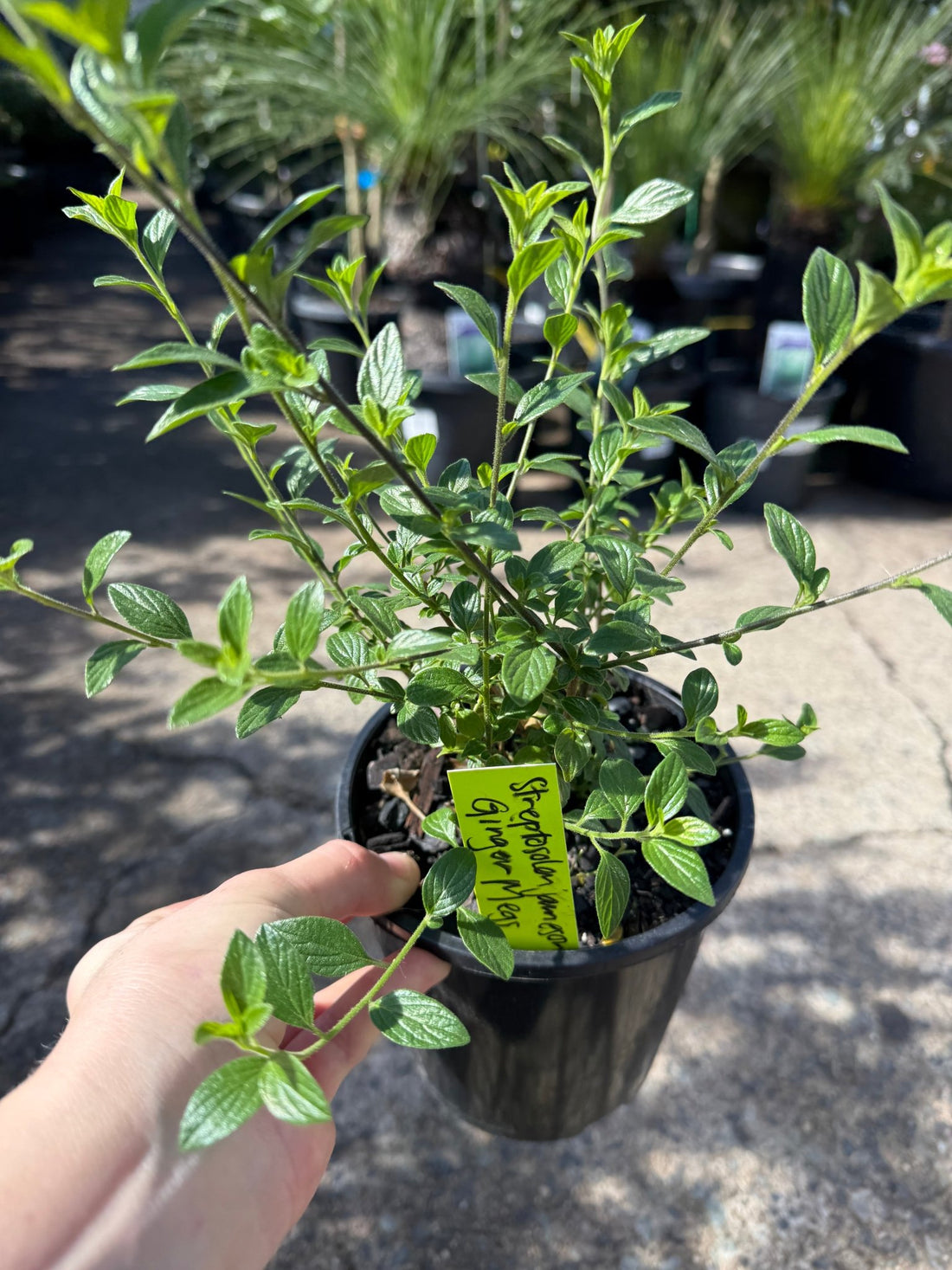 Marmalade Bush 'Ginger Meggs' (Streptosolen jamesonii) - Ladybird Nursery