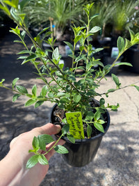 Marmalade Bush 'Ginger Meggs' (Streptosolen jamesonii) - Ladybird Nursery