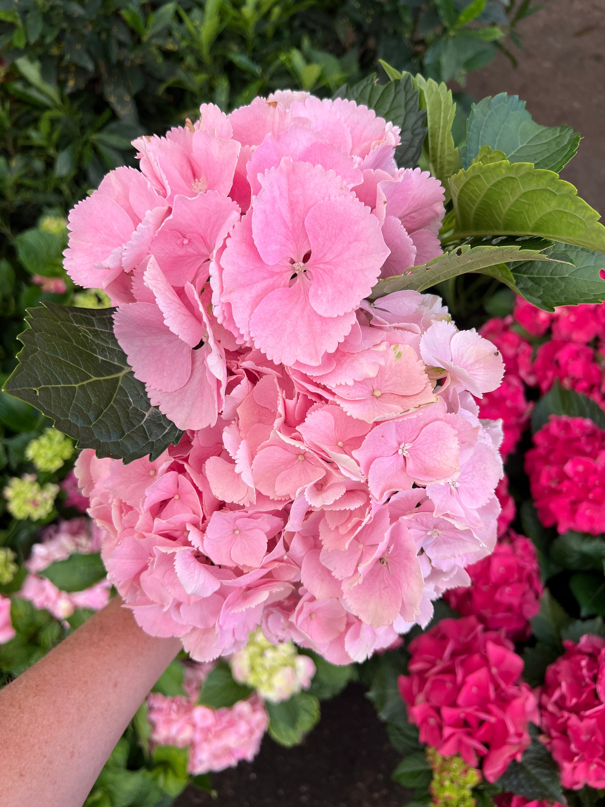 Hydrangea Light Pink showing delicate petals and green leaves held by hand with garden background