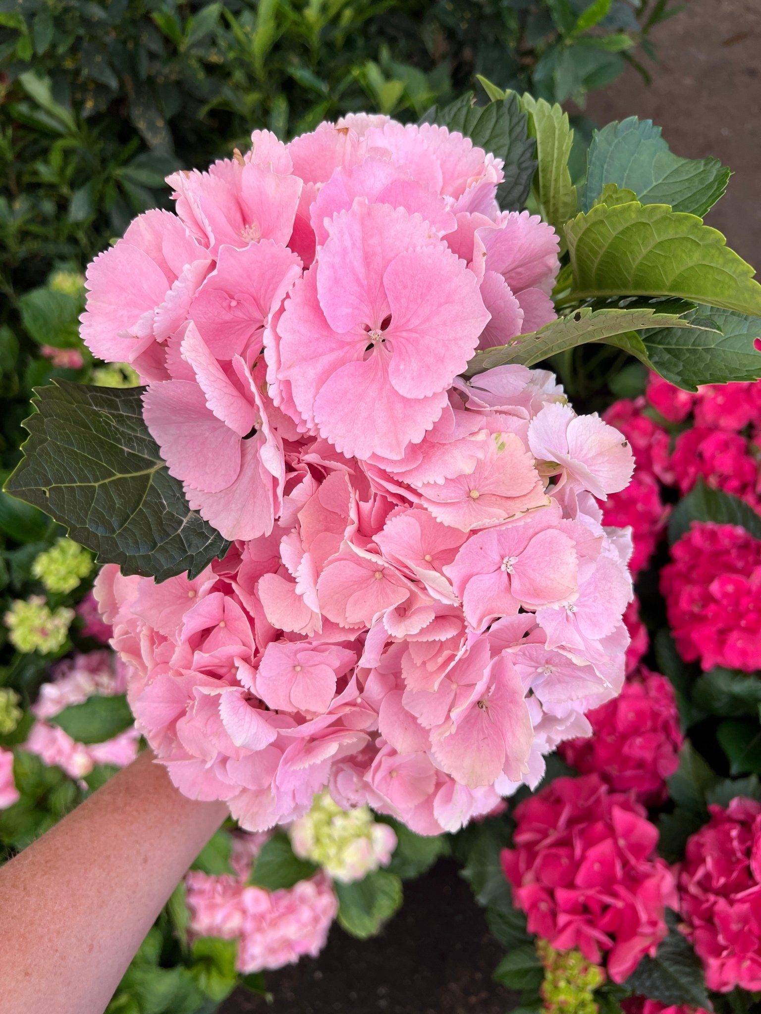 Hydrangea Light Pink - Ladybird Nursery